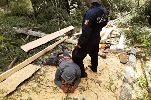 Policía de Montaña detuvo a dos personas por daños al medio ambiente y asegura material forestal en la Malinche