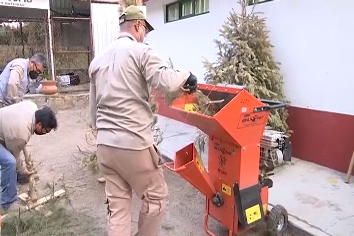 La SMA continúa recibiendo árboles de navidad