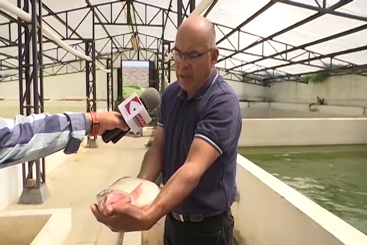 Crean en Tlaxcala nueva especie de tilapia