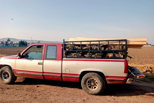 Aseguró SSC camioneta con material forestal en Atlangatepec