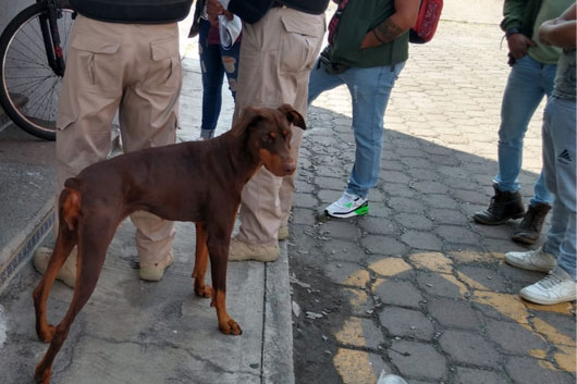 Invita Propaet a presentar denuncias por maltrato animal