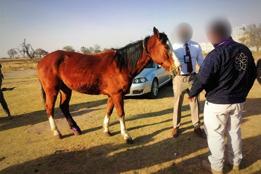 Atiende Propaet y autoridades de Calpulalpan denuncia de maltrato animal