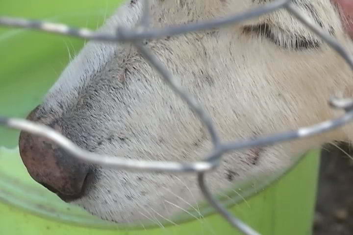 Atienden autoridades de Santa Cruz Tlaxcala caso de maltrato animal