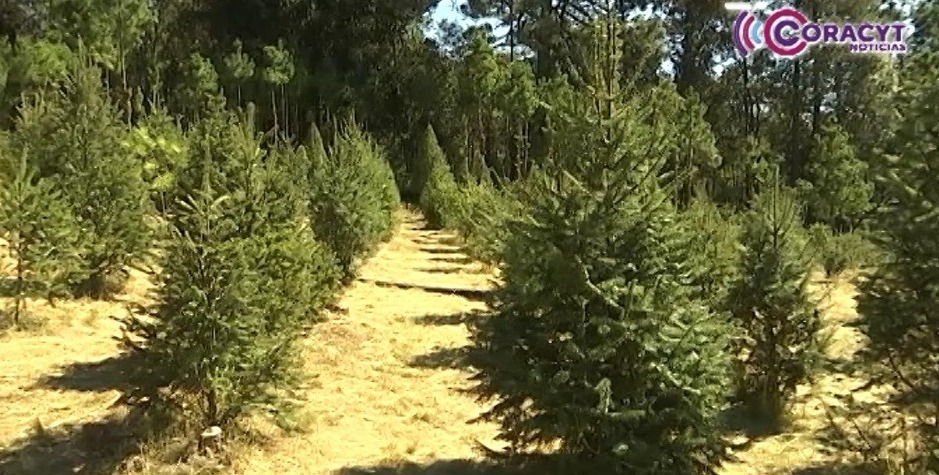 En “Navitlax”, familias tlaxcaltecas buscan su árbol navideño ideal