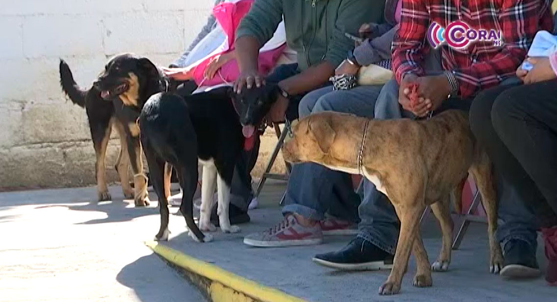 Celebrará CBA “Día Mundial del Perro”