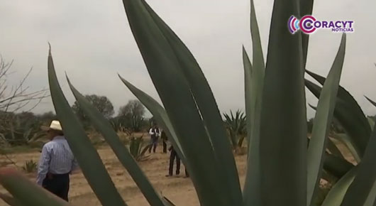 Entregará SIA magueyes a productores de la entidad