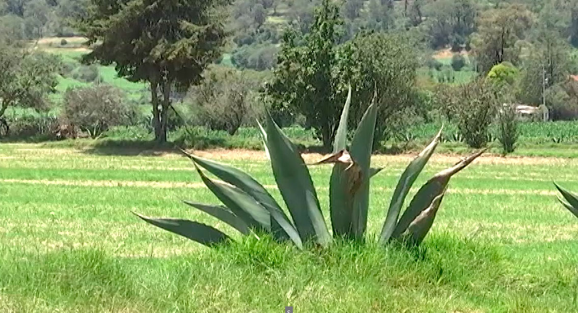 Las afectaciones climatológicas han impactado en la producción del pulque