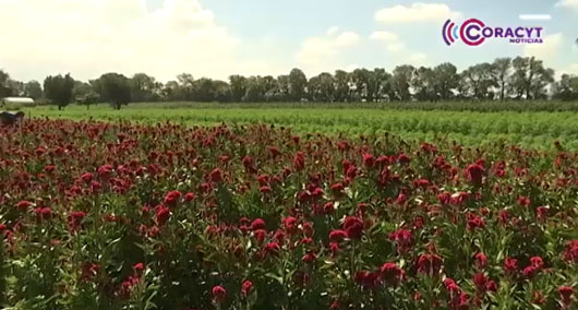 Campos de Tepeyanco comienzan a vestirse con la flor de cempasúchil